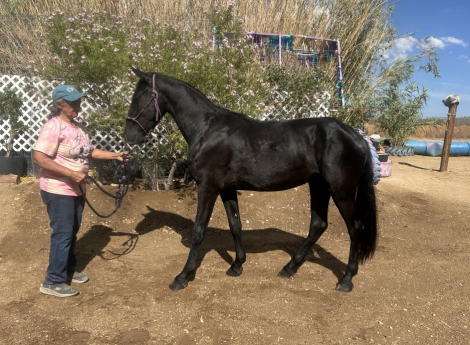 HorseID: 2298821 Amigo - PhotoID: 1102921