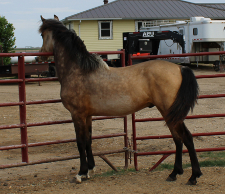 HorseID: 2298827 NSS Make It Count - PhotoID: 1101268
