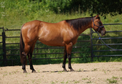 HorseID: 2298830 GS Sun Dazzlen - PhotoID: 1079728