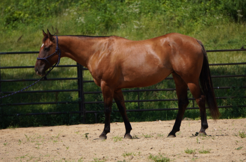 HorseID: 2298830 GS Sun Dazzlen - PhotoID: 1079729