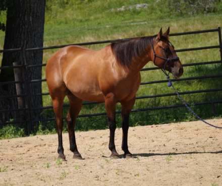 HorseID: 2298830 GS Sun Dazzlen - PhotoID: 1079730