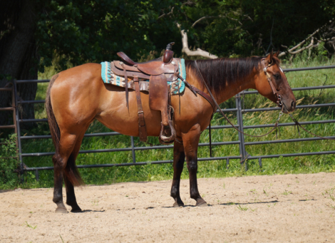 HorseID: 2298830 GS Sun Dazzlen - PhotoID: 1079731