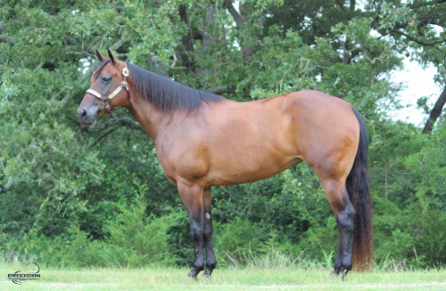 HorseID: 2298838 KRYSTAL KID - PhotoID: 1079735