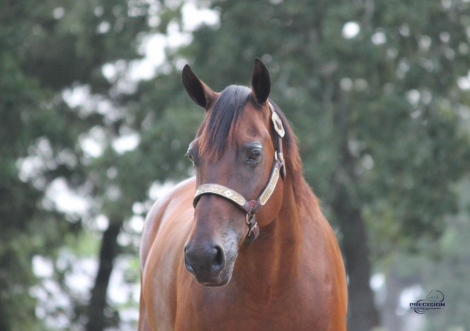 HorseID: 2298838 KRYSTAL KID - PhotoID: 1079736