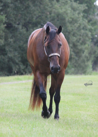 HorseID: 2298838 KRYSTAL KID - PhotoID: 1079737