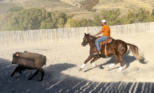 HorseID: 2298848 WFR Sin City Sister - PhotoID: 1079740