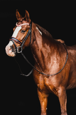 HorseID: 2298848 WFR Sin City Sister - PhotoID: 1079743