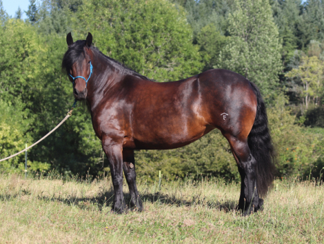 HorseID: 2298852 Rafter F Sookie - PhotoID: 1079749