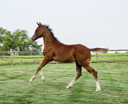 HorseID: 2298853 Spookntrashy - PhotoID: 1079751