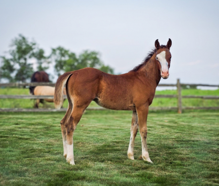 HorseID: 2298853 Spookntrashy - PhotoID: 1079752