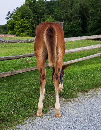 HorseID: 2298853 Spookntrashy - PhotoID: 1079755