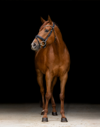 HorseID: 2298863 Ageless Endeavor - PhotoID: 1079766