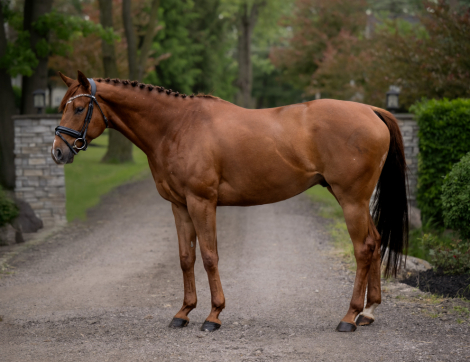 HorseID: 2298863 Ageless Endeavor - PhotoID: 1079767