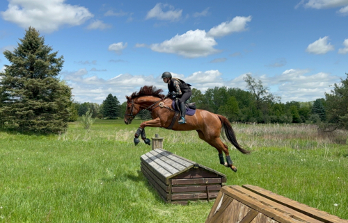 HorseID: 2298863 Ageless Endeavor - PhotoID: 1079768