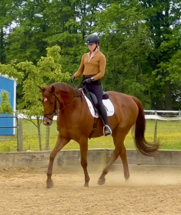 HorseID: 2298863 Ageless Endeavor - PhotoID: 1079769