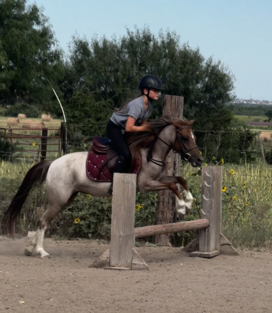 HorseID: 2298884 Ginger - PhotoID: 1080299