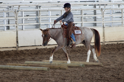 HorseID: 2298884 Ginger - PhotoID: 1080300