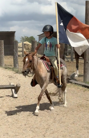 HorseID: 2298884 Ginger - PhotoID: 1080302