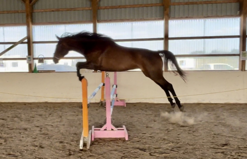 HorseID: 2298888 Derry’s Sea Breeze - PhotoID: 1079852