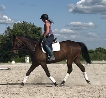 HorseID: 2298888 Derry’s Sea Breeze - PhotoID: 1079853