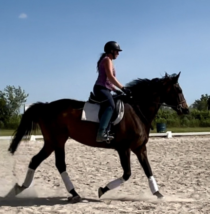 HorseID: 2298888 Derry’s Sea Breeze - PhotoID: 1079854