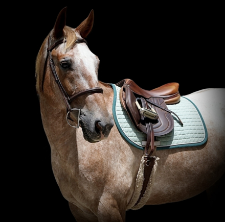 HorseID: 2298903 Casino - PhotoID: 1079857