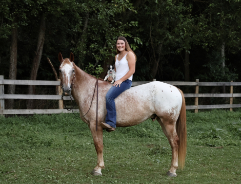 HorseID: 2298903 Casino - PhotoID: 1079858