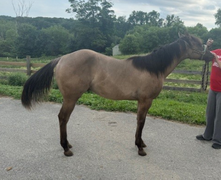 HorseID: 2298909 A Spark Of Indigo - PhotoID: 1079863