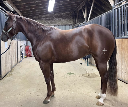 HorseID: 2298924 Ladies Love Country - PhotoID: 1079890