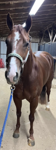 HorseID: 2298924 Ladies Love Country - PhotoID: 1079891