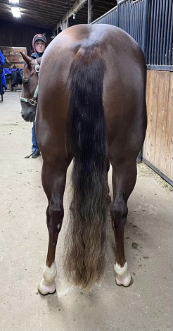 HorseID: 2298924 Ladies Love Country - PhotoID: 1079892