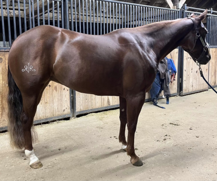 HorseID: 2298924 Ladies Love Country - PhotoID: 1079893