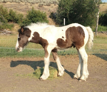 HorseID: 2298925 Renaissance’s The Race is On - PhotoID: 1079894