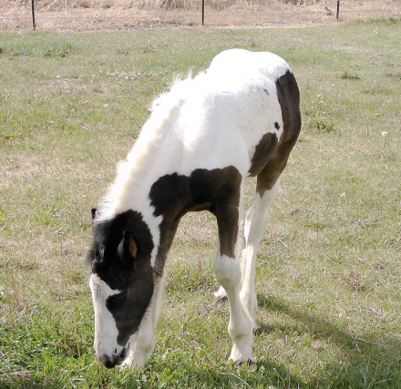 HorseID: 2298925 Renaissance’s The Race is On - PhotoID: 1079895