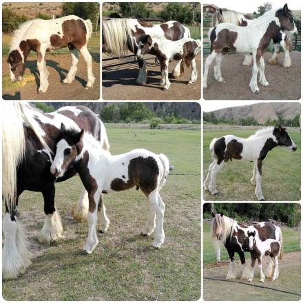 HorseID: 2298925 Renaissance’s The Race is On - PhotoID: 1079896