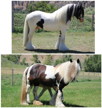 HorseID: 2298925 Renaissance’s The Race is On - PhotoID: 1079897