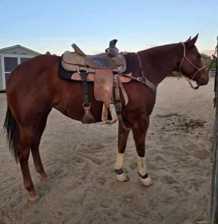 HorseID: 2298927 Hot Traveling Pistol - PhotoID: 1079898