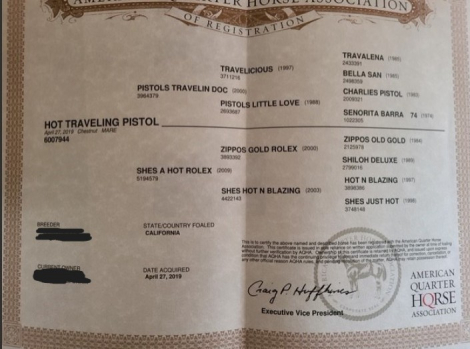 HorseID: 2298927 Hot Traveling Pistol - PhotoID: 1079899