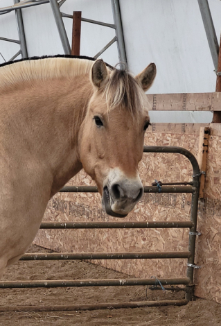 HorseID: 2298937 SOLD---Liv - PhotoID: 1079925