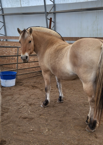 HorseID: 2298937 SOLD---Liv - PhotoID: 1079926