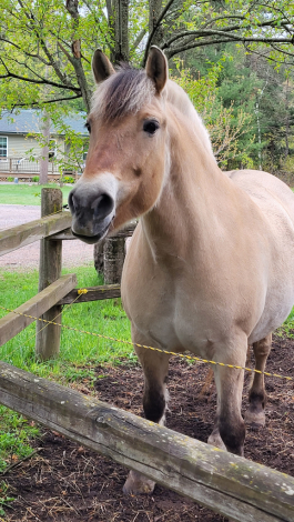 HorseID: 2298937 SOLD---Liv - PhotoID: 1079927