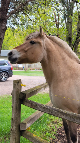 HorseID: 2298937 SOLD---Liv - PhotoID: 1079928