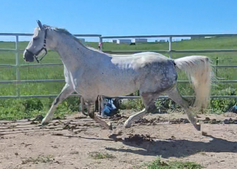 HorseID: 2298949 Jolisa - PhotoID: 1079919