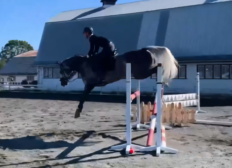 HorseID: 2298949 Jolisa - PhotoID: 1079920