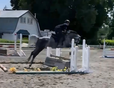 HorseID: 2298949 Jolisa - PhotoID: 1079921