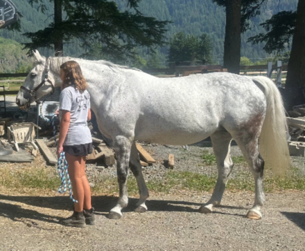 HorseID: 2298949 Jolisa - PhotoID: 1079922