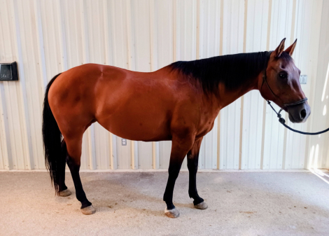 HorseID: 2298958 Brigas Wild Child - PhotoID: 1079939