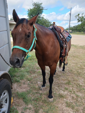 HorseID: 2298958 Brigas Wild Child - PhotoID: 1079940