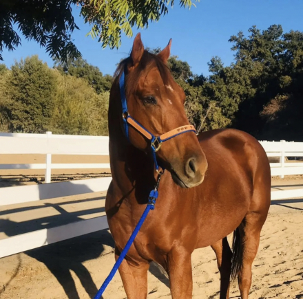 HorseID: 2298969 Bahamian - PhotoID: 1079954