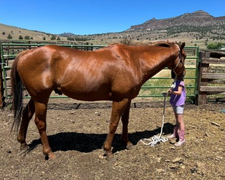 HorseID: 2298969 Bahamian - PhotoID: 1079955